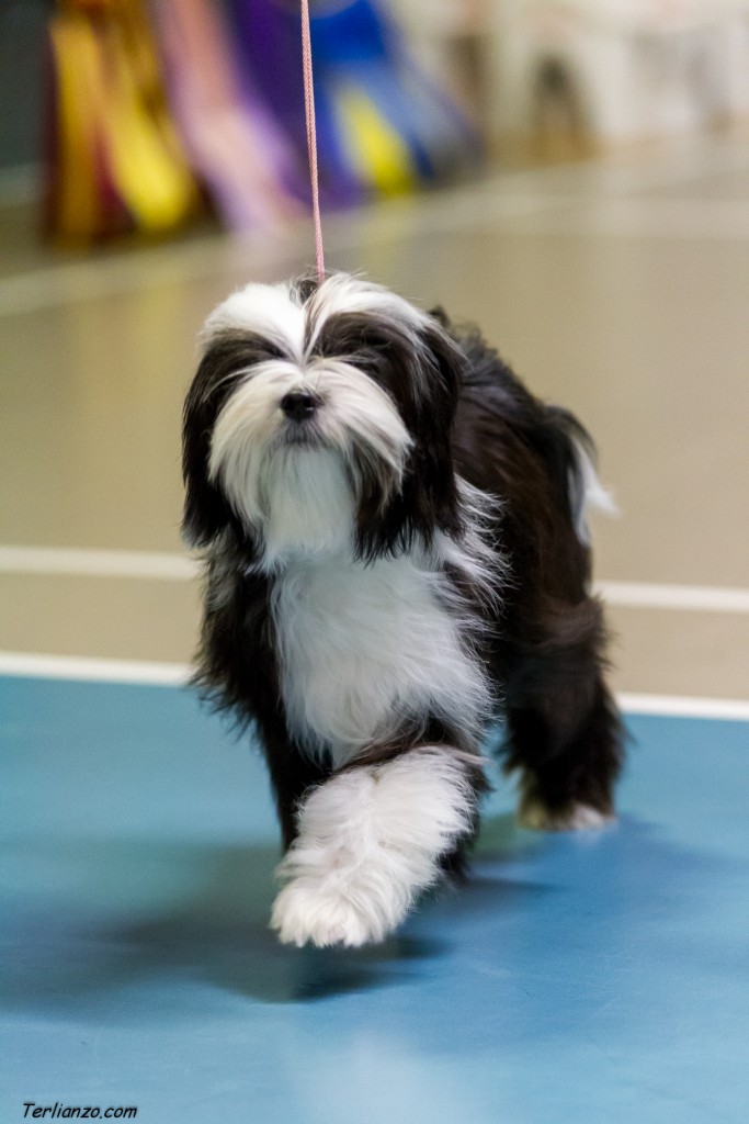 Nova